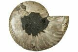 Cut & Polished Ammonite Fossil (Half) - Madagascar #310678-1